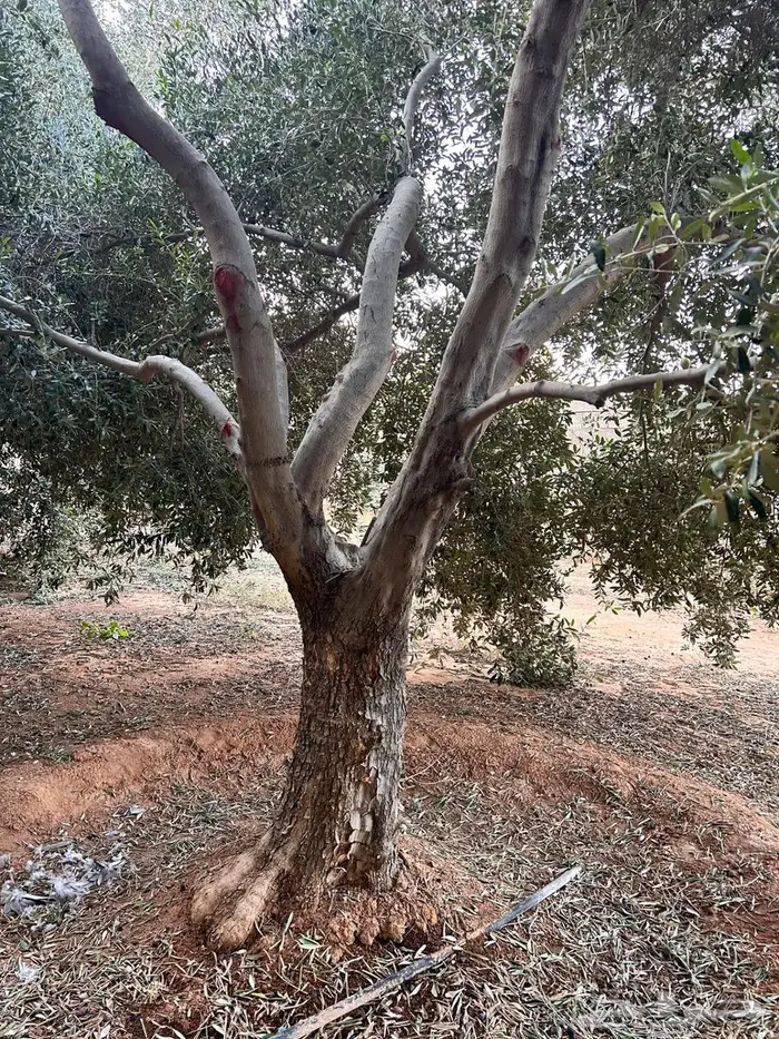 شجر زيتون للبيع 1