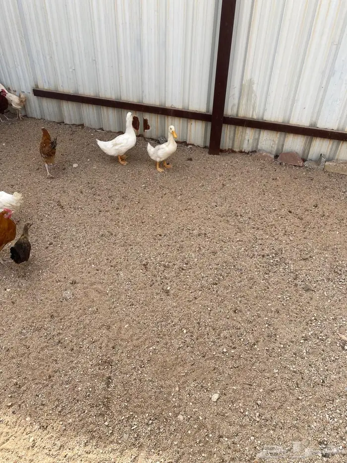 وز عراقي وبح 2