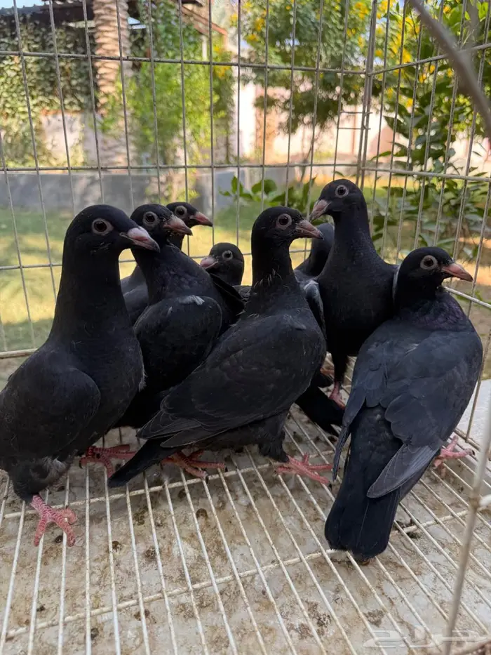 طبات حمام زاجل اسود للبيع 0