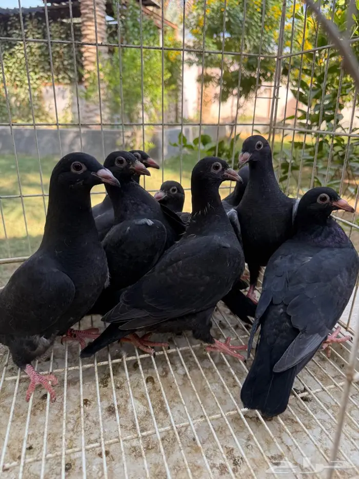 طبات حمام زاجل اسود للبيع 1