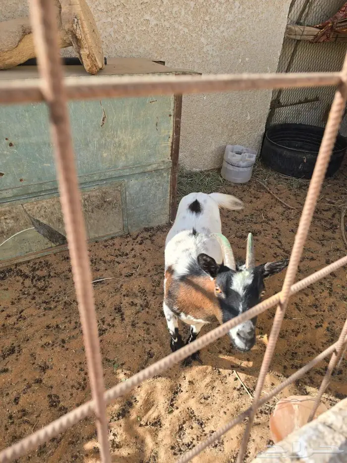 ماعز قزم منتج تشيكي الماني جذع وثنيه اواكثر شوي 2