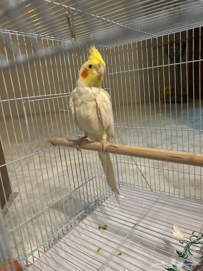 كروان ذكر للتزاوج 4