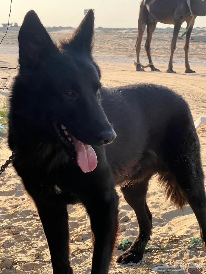 جيرمن شيبرد ذكر وانثى 3