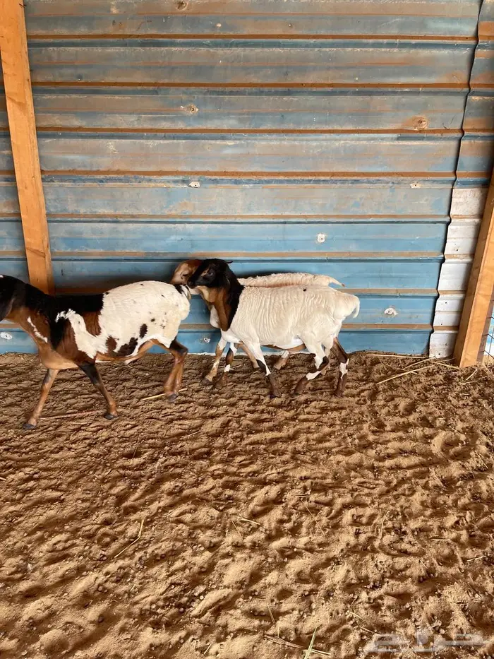 خرفان برابر 0