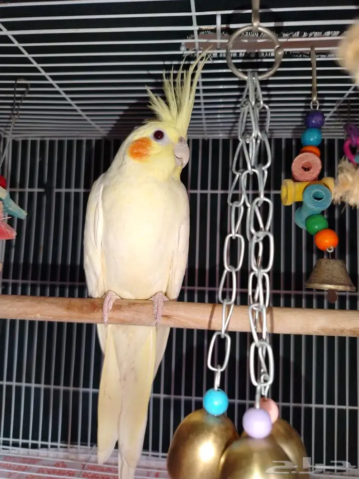 طير كروان مع القفص والالعاب 1