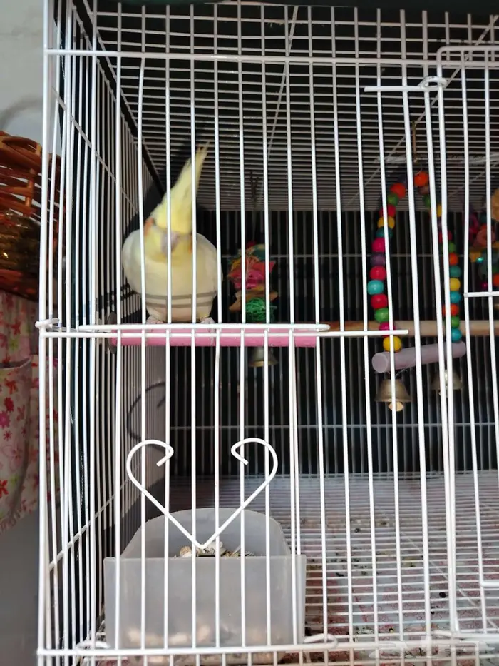 طير كروان مع القفص والالعاب 0