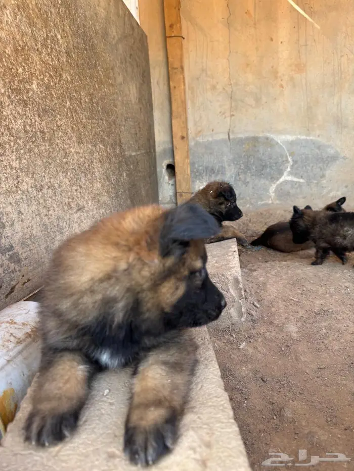 جراء مالينو 4