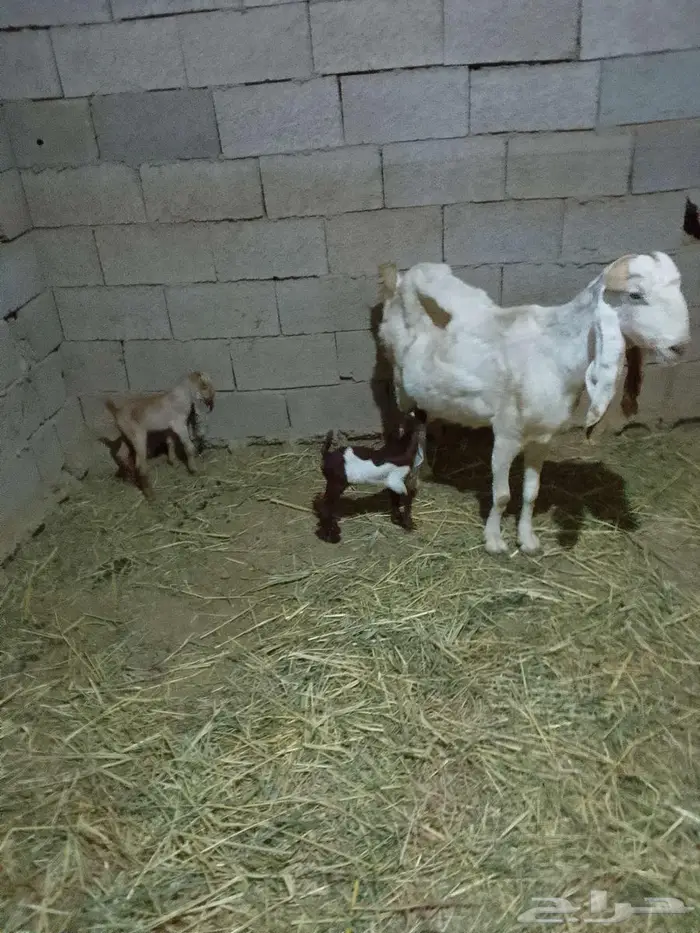 عنز مصريه والد توم 0