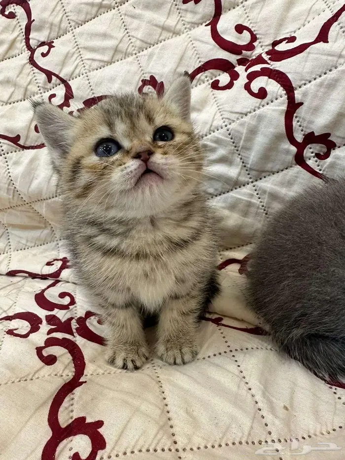 قط سكوتش للبيع 0