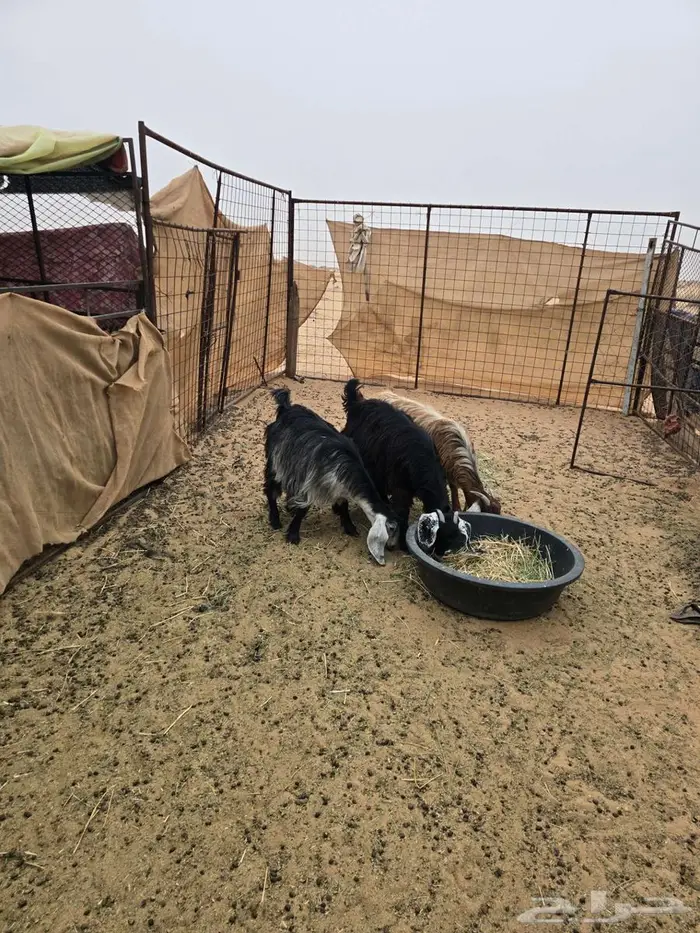 معزا للبيع 1