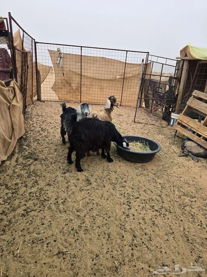 معزا للبيع 0