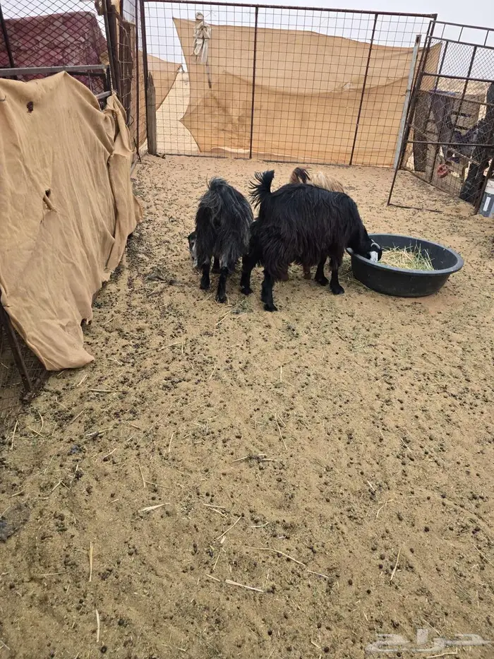 معزا للبيع 3