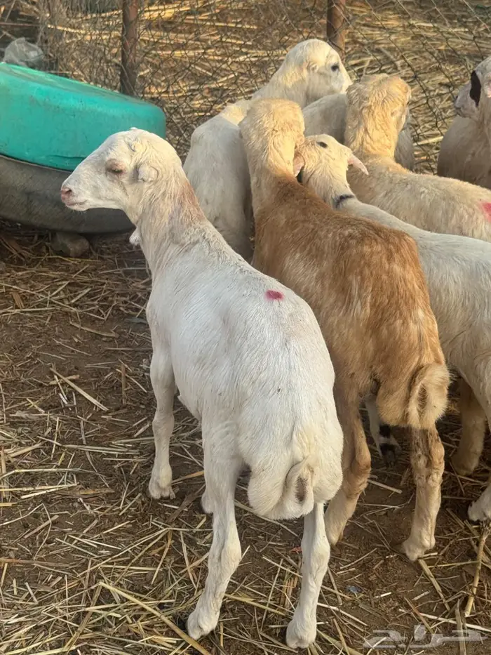 خرفان تربية بلدي 2