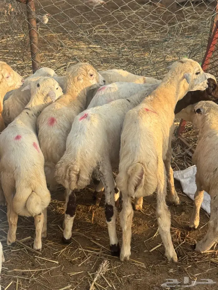 خرفان تربية بلدي 1