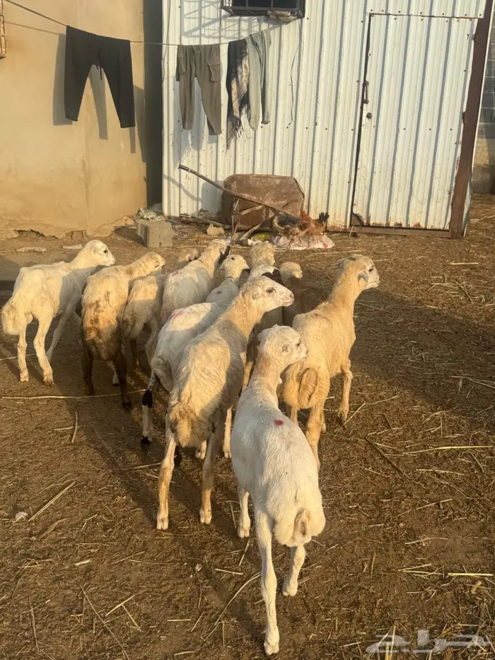 خرفان تربية بلدي 4