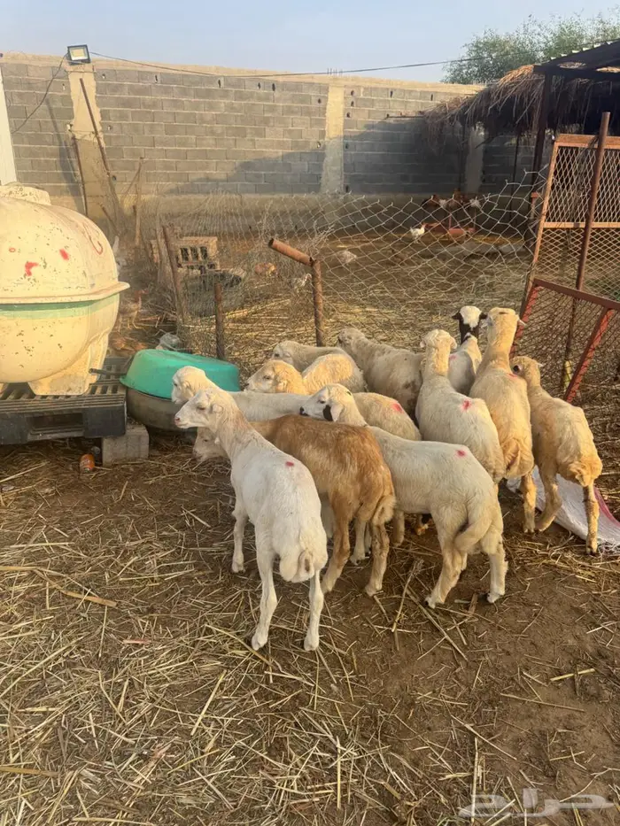 خرفان تربية بلدي 7