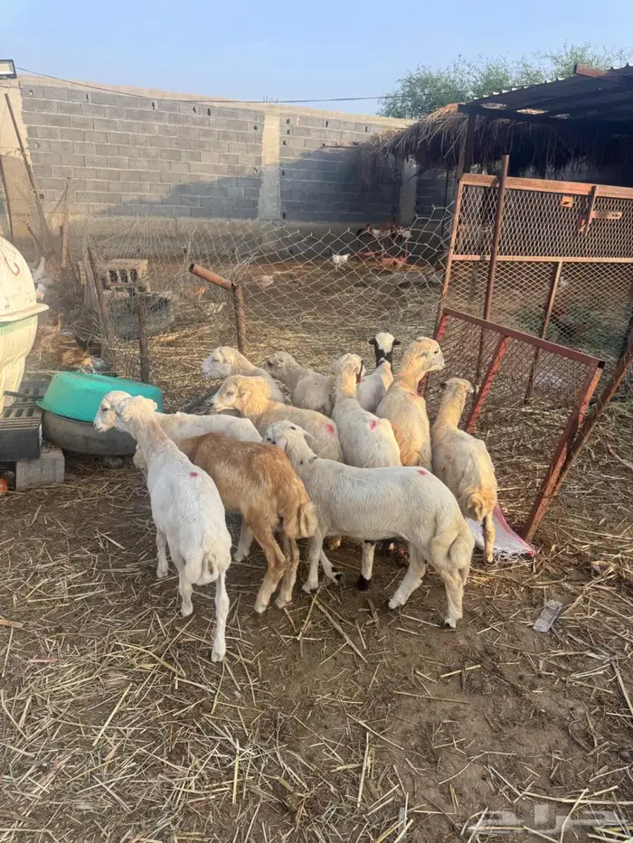 خرفان تربية بلدي 8