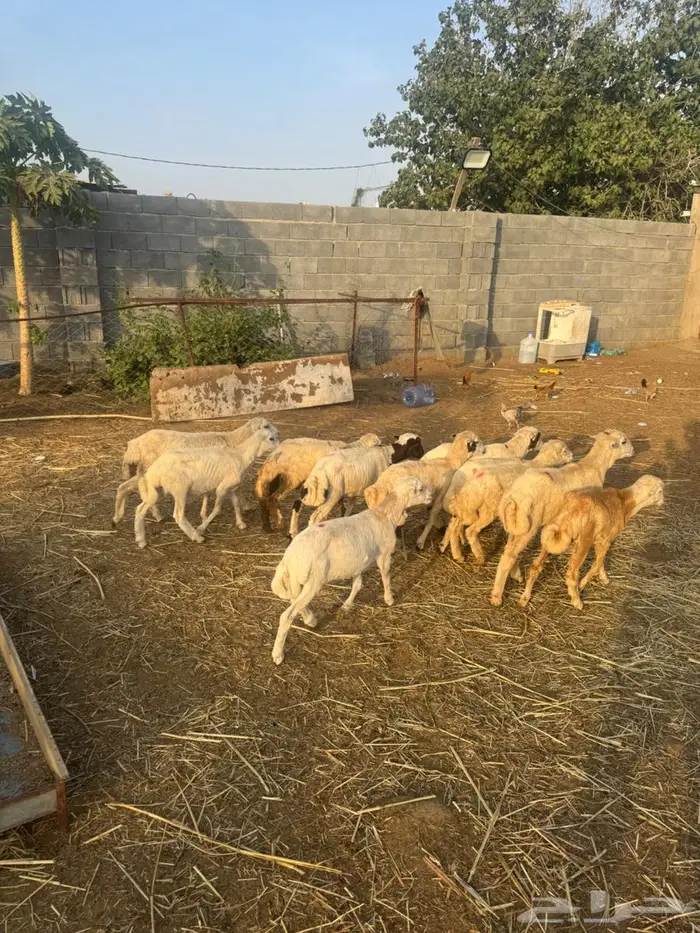 خرفان تربية بلدي 9