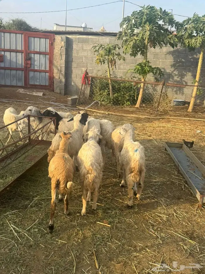 خرفان تربية وذبائح مهجن حري 1