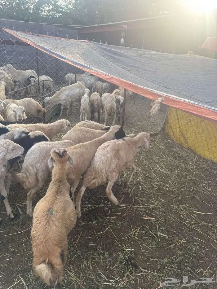 خرفان تربية وذبائح مهجن حري 4
