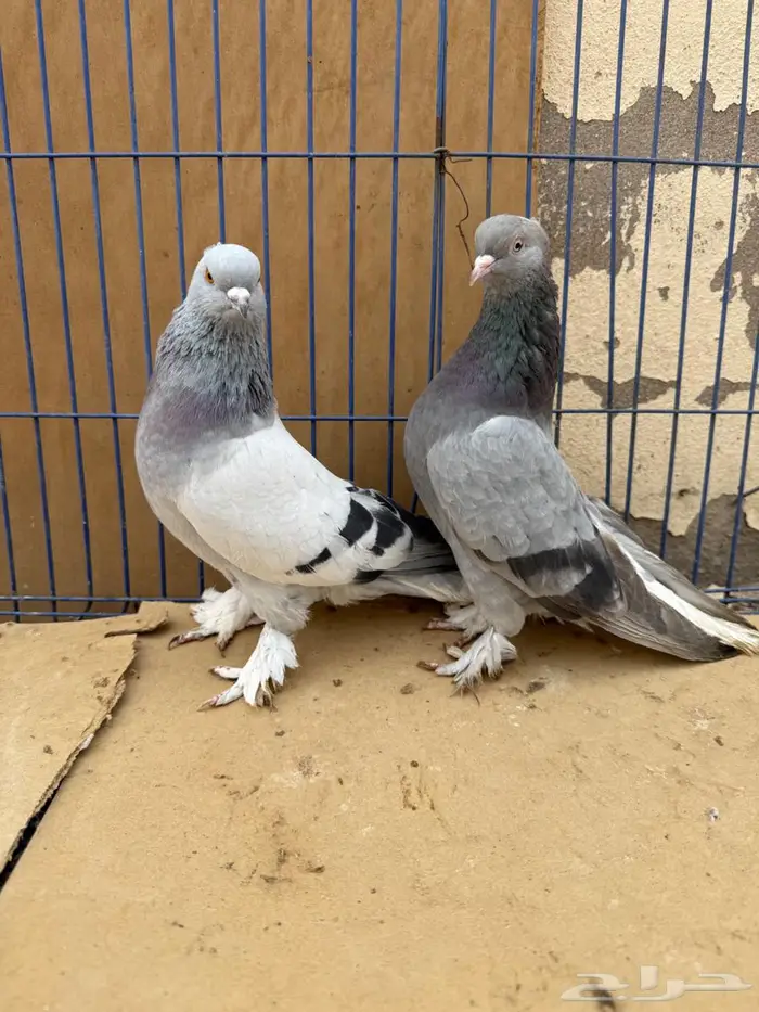 جوز تركي منتج 1