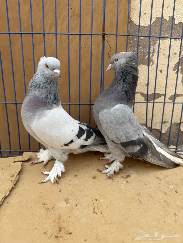 جوز تركي منتج 0