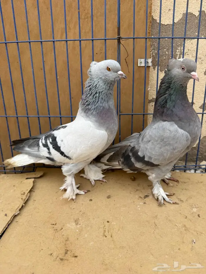 جوز تركي منتج 2