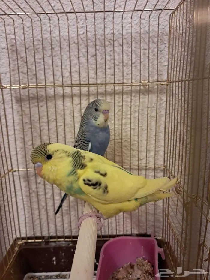 عصافير طيور الحب بادجي 1