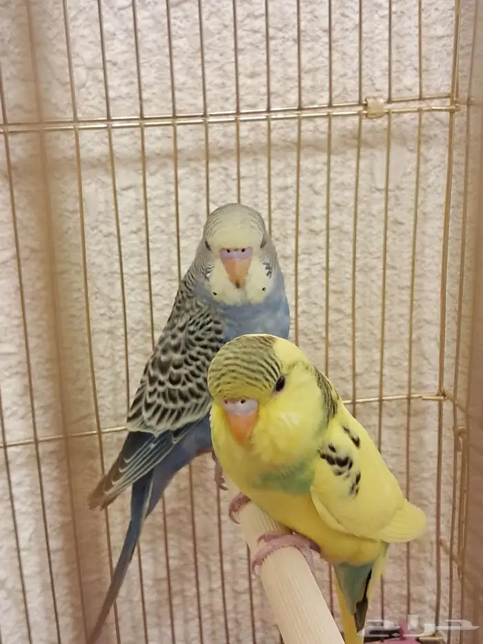 عصافير طيور الحب بادجي 4