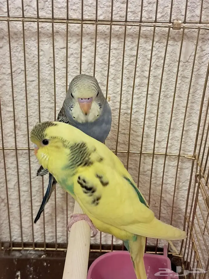 عصافير طيور الحب بادجي 8