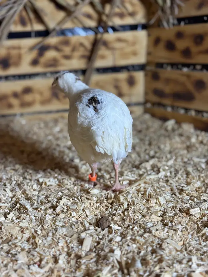 سمان تكسس الجامبو 1