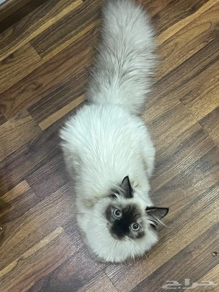 قطه انثنى للتبني 1