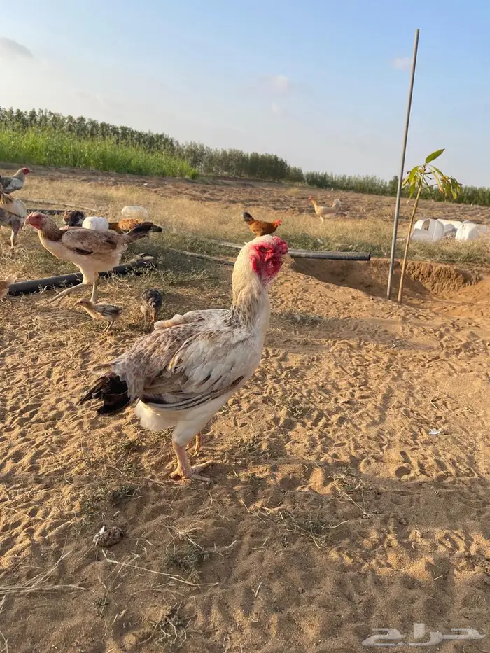 دجاجه للبيع 2