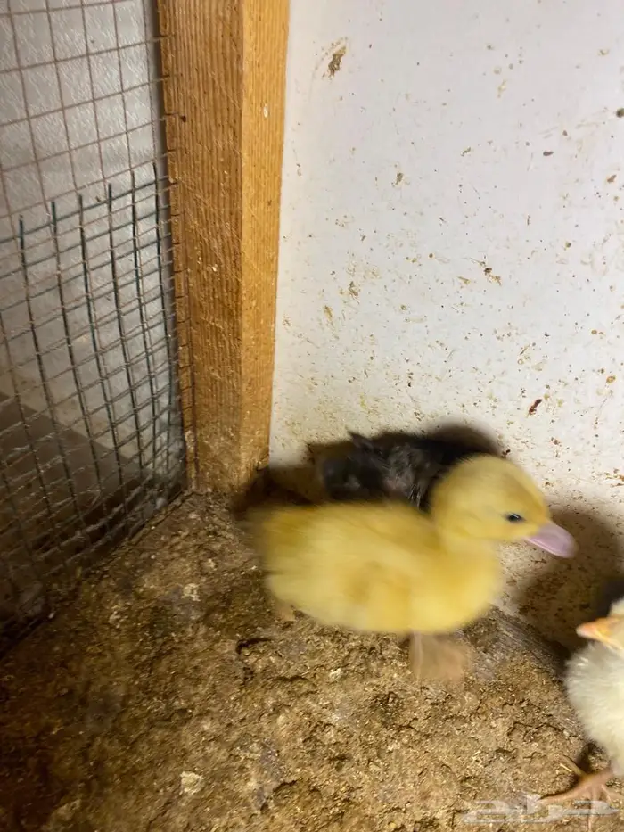 للبيع صوص دجاج وبط 1