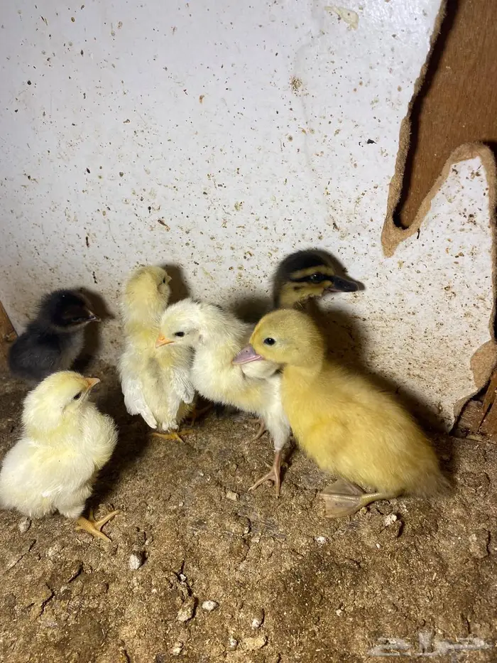 للبيع صوص دجاج وبط 2