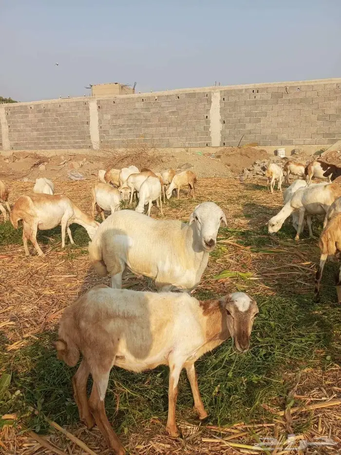 فحل بلدي فاخر 0