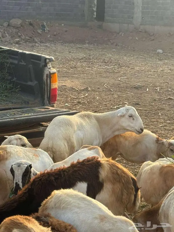 فحل بلدي فاخر 4