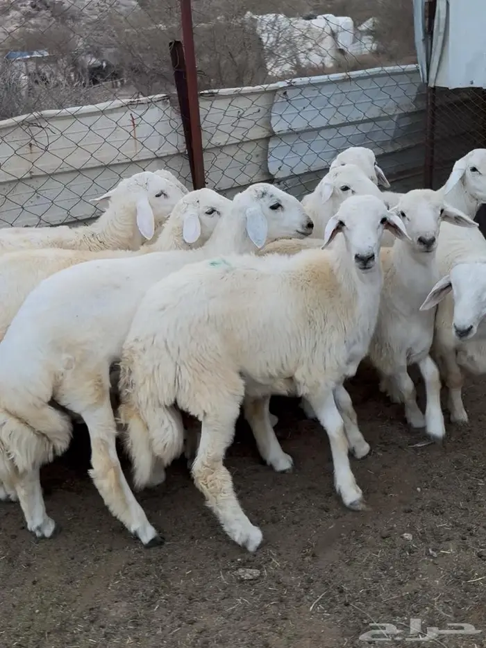 ذبايح طليان حري سواكن مع الذبح والتوصيل 0