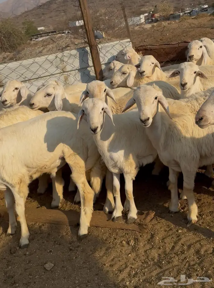 ذبايح طليان حري سواكن مع الذبح والتوصيل 5