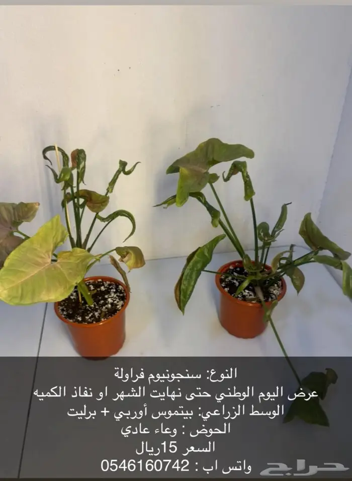 نبات داخلي بوتس سنجونيوم توزيعات 0