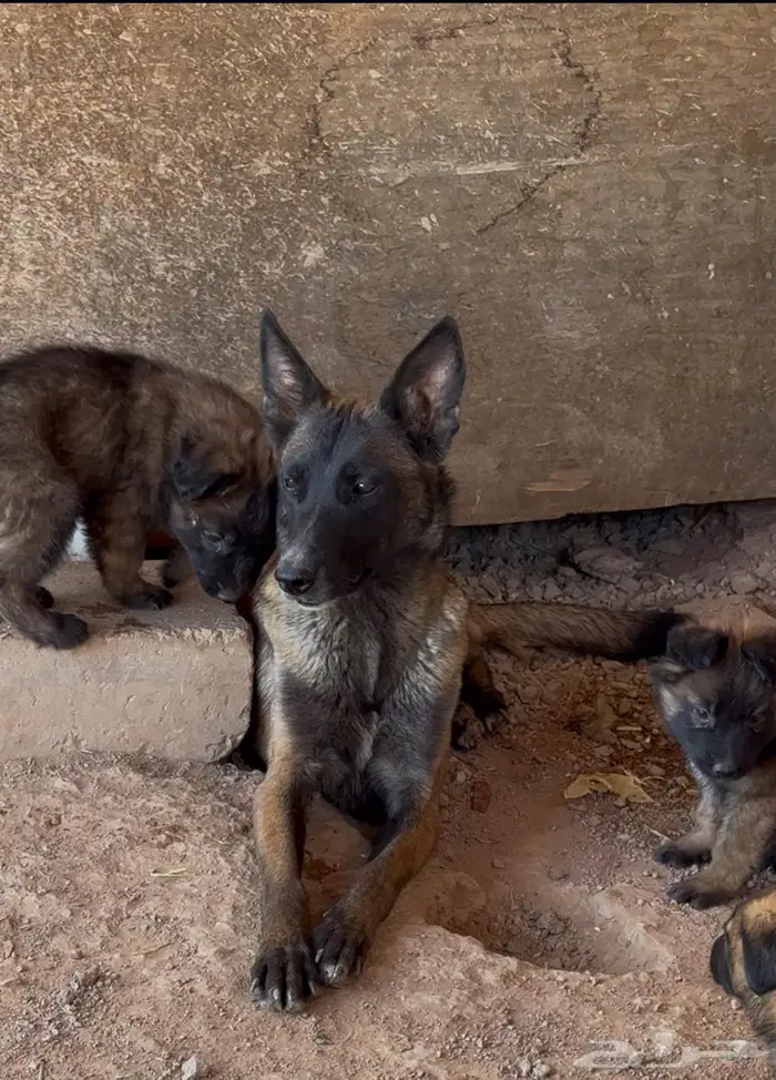 جراء مالينو 0