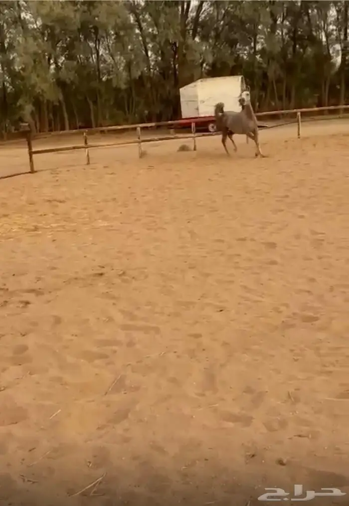 فرس منوه الخيال للبيع 4