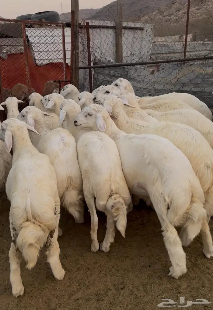 ذبايح طليان حري سواكن مع الذبح والتوصيل 11