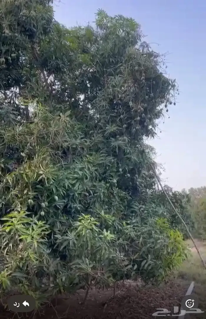 مزرعة واستراحة للبيع من المالك مباشرة جازان بيش 14