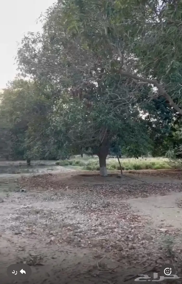 مزرعة واستراحة للبيع من المالك مباشرة جازان بيش 13