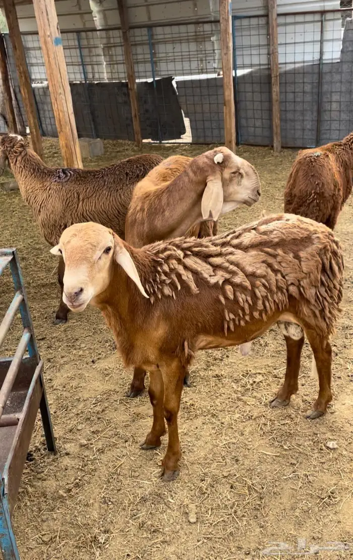 ذبايح طليان حري سواكن مع الذبح والتوصيل 14