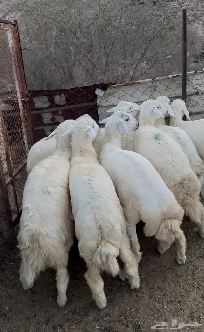 ذبايح طليان حري سواكن مع الذبح والتوصيل 3