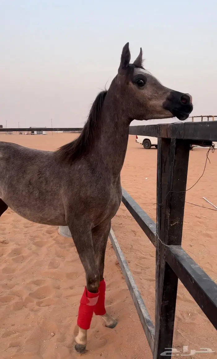 مهره واهو مكس فاخره تنسب الابطال 1