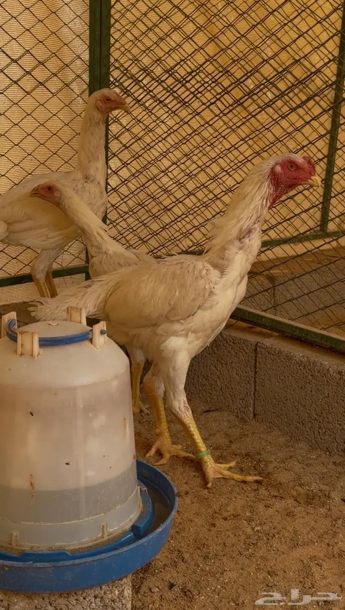 طقم شامو ابيض الماني 1