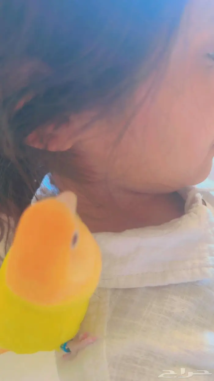 روز الايفه جاهزه اخذها وانتج جالسه في بياضه 250 ريالا 1